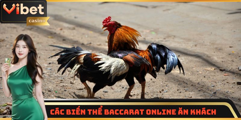 Đá gà Thomo trực tiếp - Lựa chọn cá cược hàng đầu tại Vibet