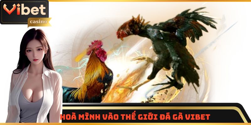 Hoà mình vào thế giới Đá gà Vibet