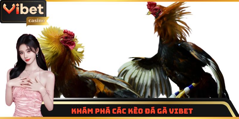 Khám phá các kèo đá gà Vibet