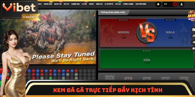 Xem đá gà trực tiếp đầy hấp dẫn cùng Vibet